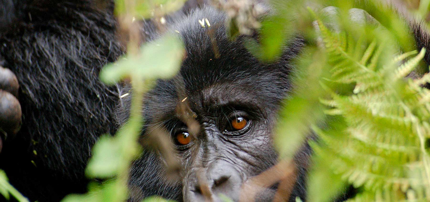 9 Days Uganda Rwanda Gorilla