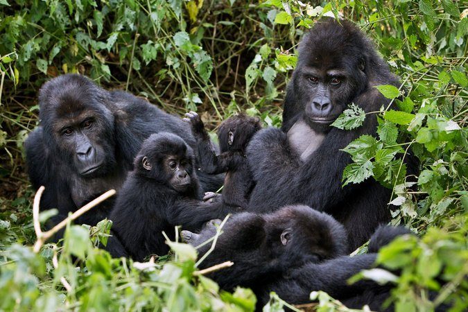4 Days Congo Gorilla