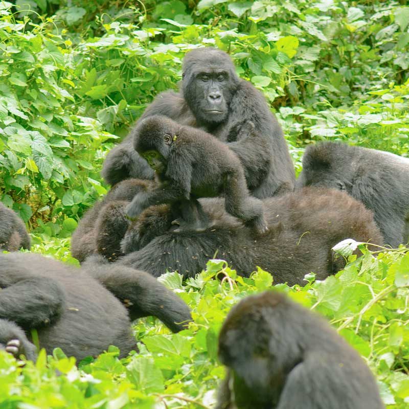 5 Day Uganda Gorillas