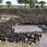 10 Days Serengeti Wildebeest Migration