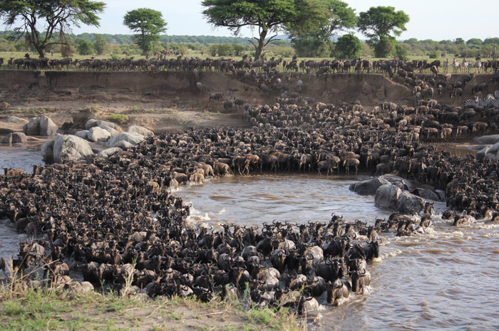 10 Days Serengeti Wildebeest Migration