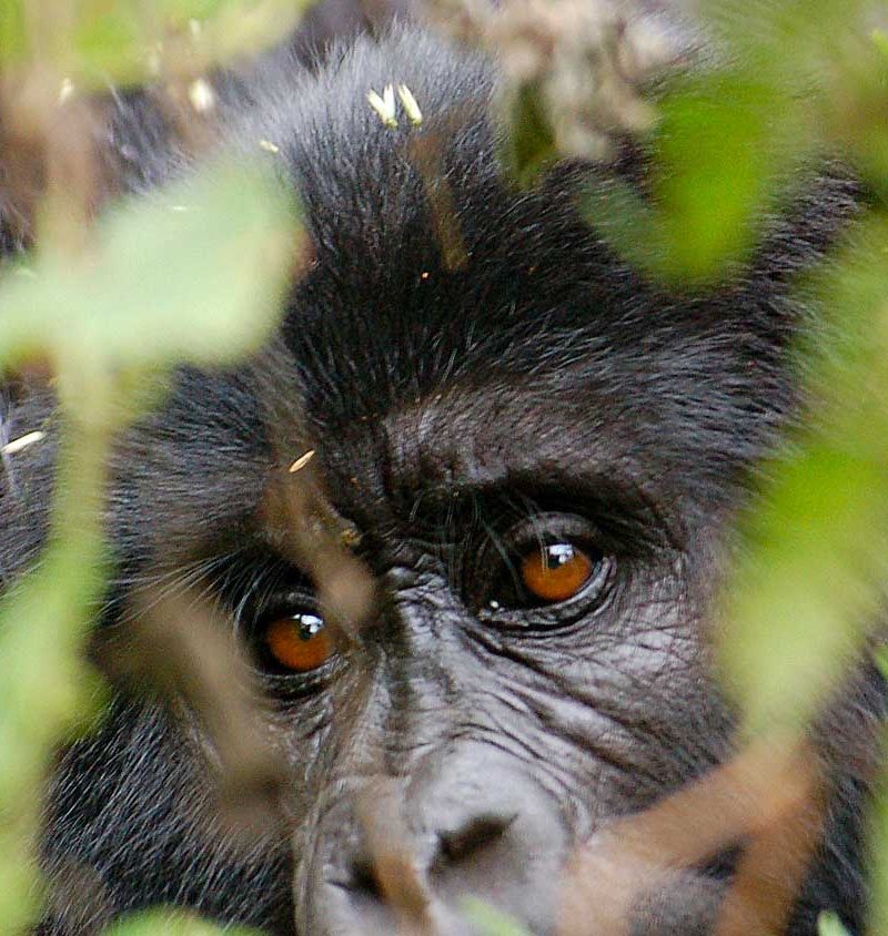 9 Days Uganda Rwanda Gorilla