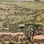 7 Days Serengeti Wildebeest Migration
