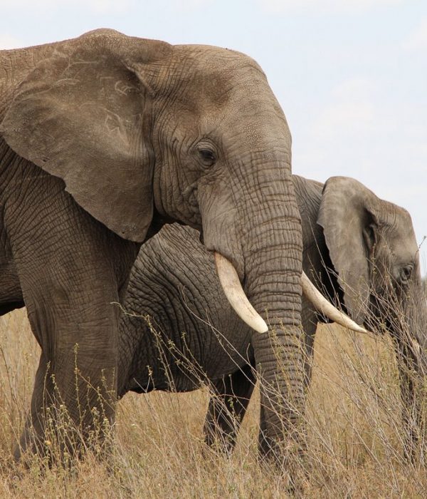 9-Day Big Kenya Safari