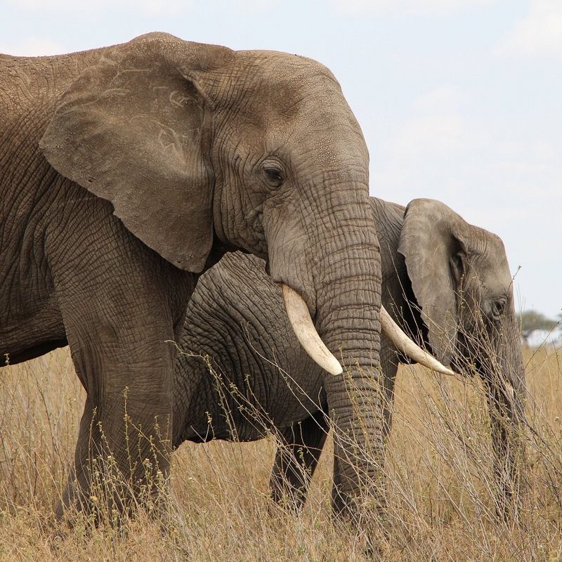 9-Day Big Kenya Safari