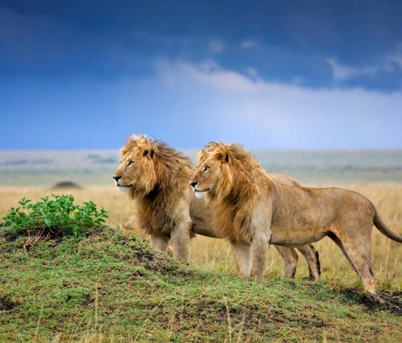 6 Days Combined Safari Kenya and Tanzania